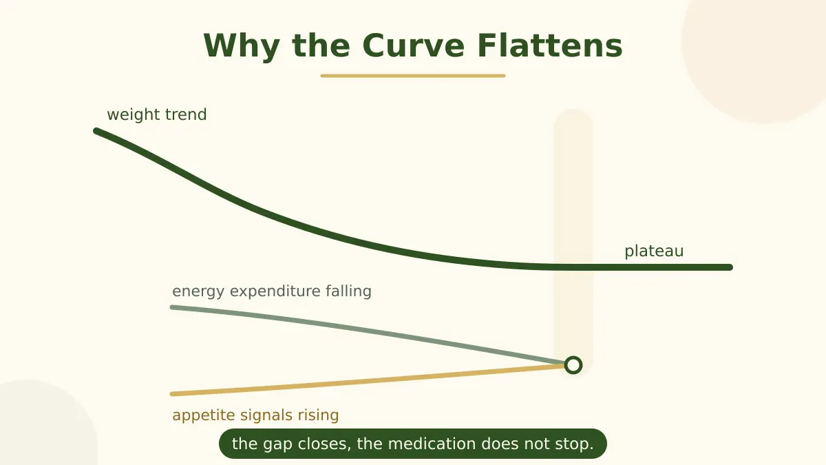 A line graph showing weight declining then flattening, with two converging lines beneath labeled falling energy expenditure and rising appetite signals meeting at the flattening point