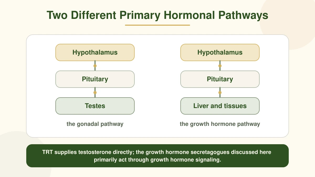Diagram comparing the primary hormonal pathways involved in testosterone replacement and the growth hormone secretagogues discussed in the article