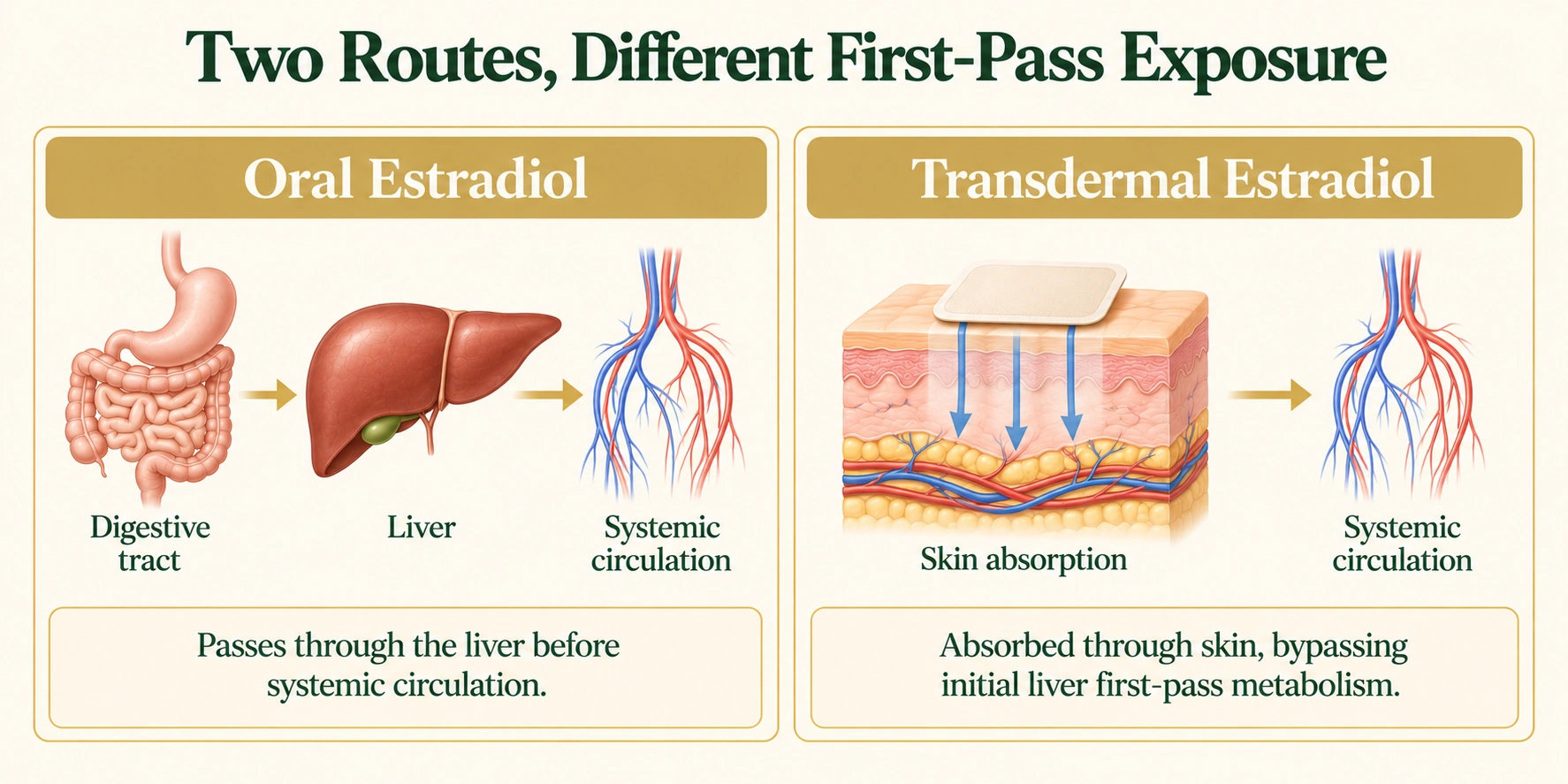 Two-panel diagram showing oral estradiol passing through the digestive tract and liver before systemic circulation, compared with estradiol absorbed through the skin