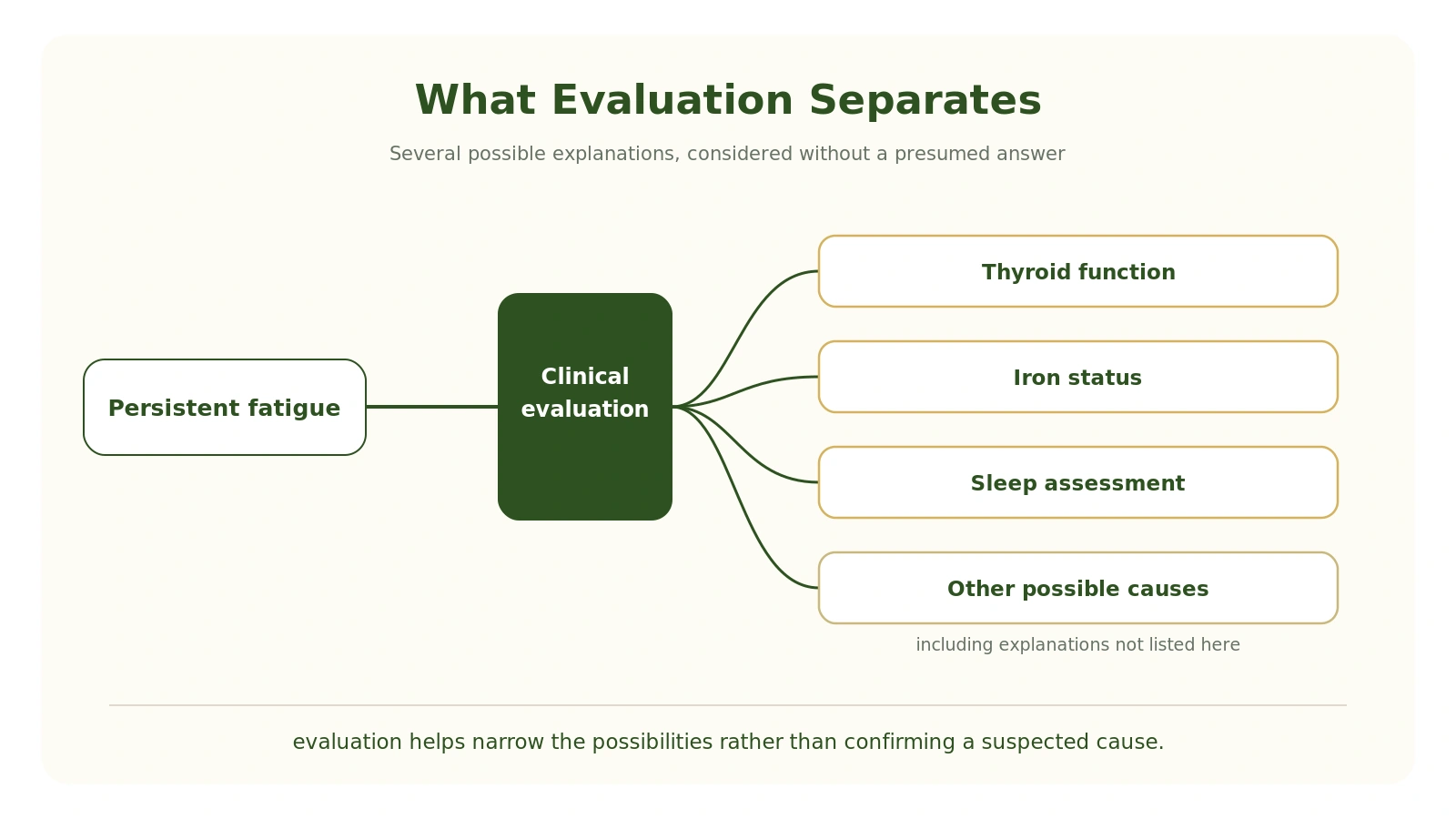 A diagram showing persistent fatigue leading into clinical evaluation, which fans out to four possible areas including thyroid function, iron status, sleep assessment and other possible causes