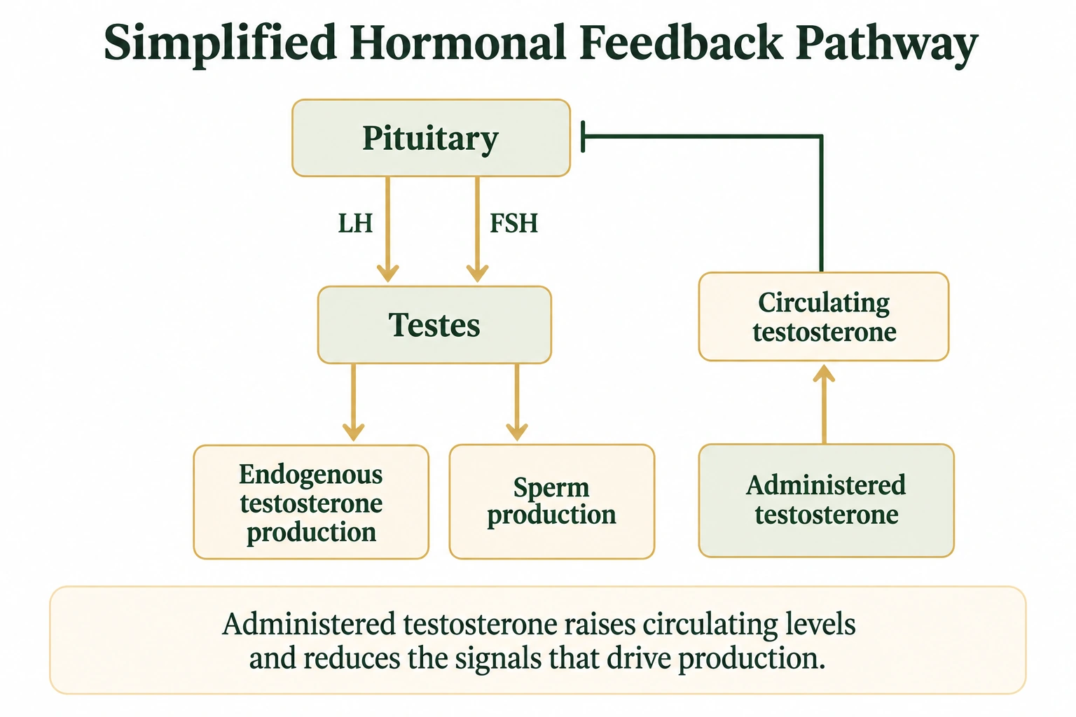 A diagram showing the pituitary signaling the testes through LH and FSH to produce testosterone and sperm, alongside a separate pathway in which administered testosterone raises circulating levels and inhibits the pituitary signal