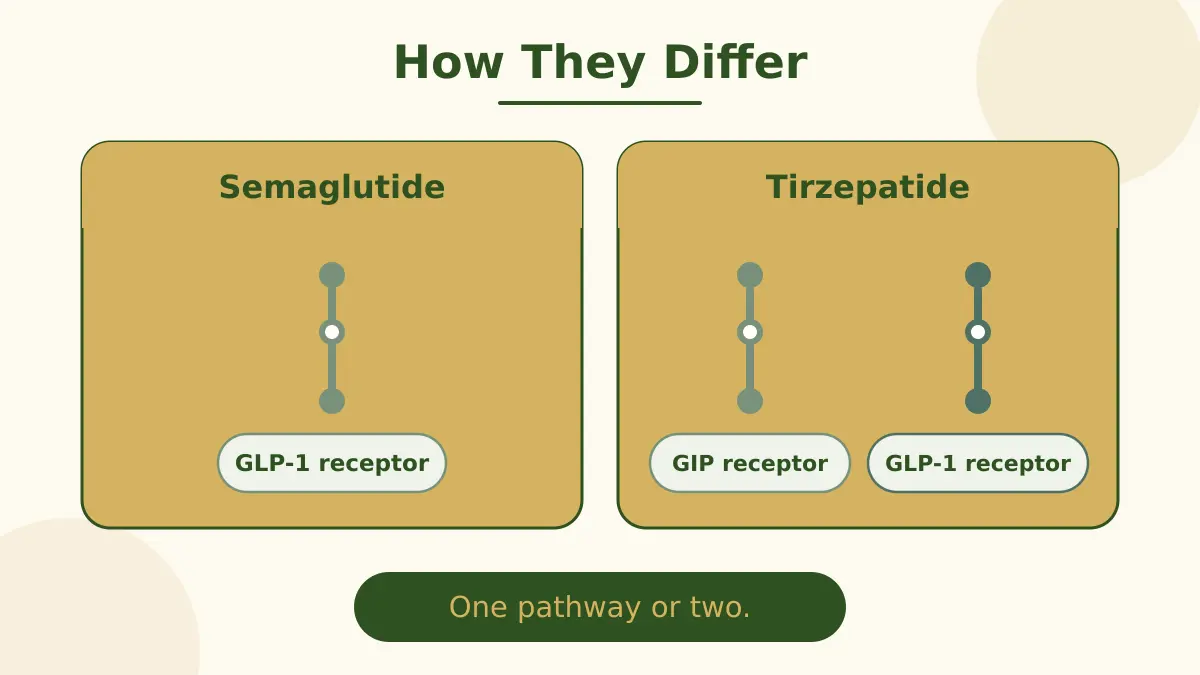 Comparison showing semaglutide acting through the GLP-1 receptor and tirzepatide acting through GIP and GLP-1 receptors.